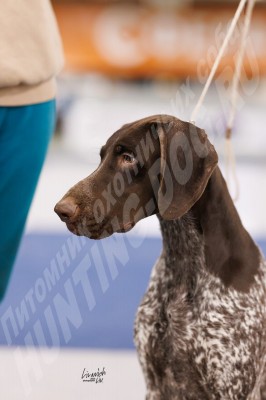 ОХОТЭСТЕТ АДЛЕР (ADLER)